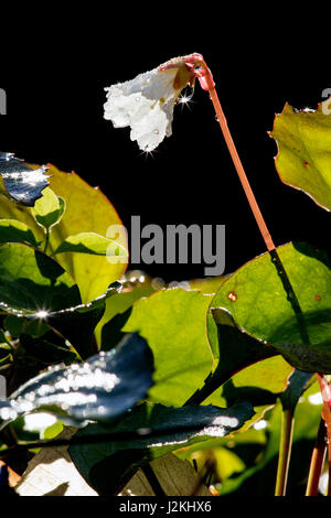 Oconee campane (Shortia galacifolia) - Holmes educativo la foresta di stato, Hendersonville, North Carolina, STATI UNITI D'AMERICA Foto Stock