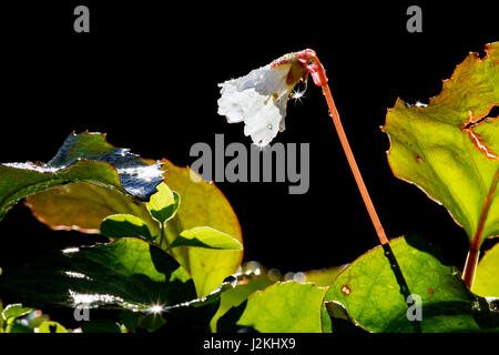 Oconee campane (Shortia galacifolia) - Holmes educativo la foresta di stato, Hendersonville, North Carolina, STATI UNITI D'AMERICA Foto Stock