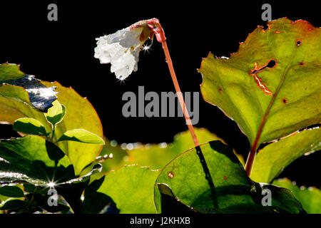 Oconee campane (Shortia galacifolia) - Holmes educativo la foresta di stato, Hendersonville, North Carolina, STATI UNITI D'AMERICA Foto Stock