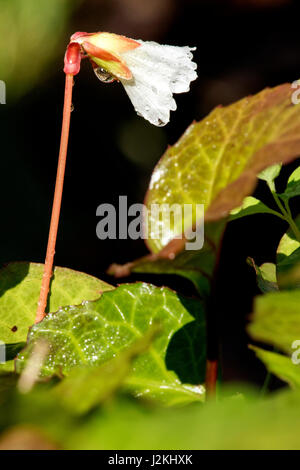 Oconee campane (Shortia galacifolia) - Holmes educativo la foresta di stato, Hendersonville, North Carolina, STATI UNITI D'AMERICA Foto Stock