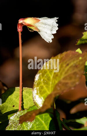 Oconee campane (Shortia galacifolia) - Holmes educativo la foresta di stato, Hendersonville, North Carolina, STATI UNITI D'AMERICA Foto Stock