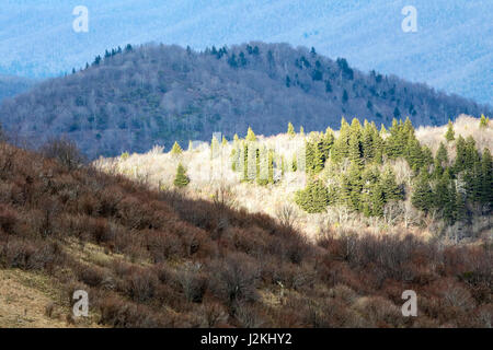 Viste dall arte Loeb sentiero vicino Black Balsam Manopola - Blue Ridge Parkway, North Carolina, STATI UNITI D'AMERICA Foto Stock