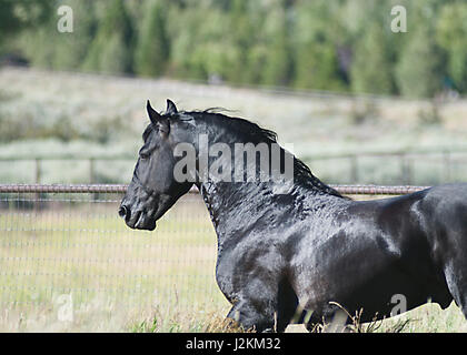 Nero stallone Frisone in pascolo verde Foto Stock