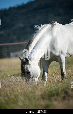 Bianco stallone andaluso in pascolo verde Foto Stock