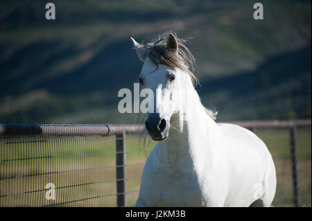 Bianco stallone andaluso in pascolo verde Foto Stock