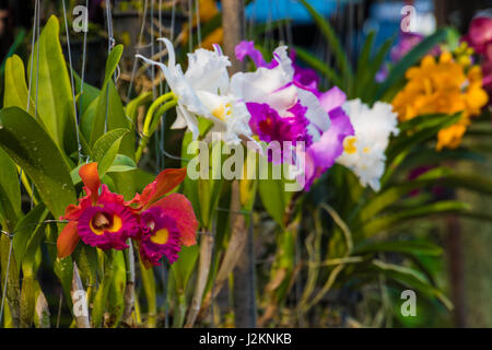 Orchidee rosso, viola, bianco, giallo venduto su Thai il mercato dei fiori Foto Stock