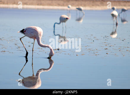 Fenicotteri rosa a pescare nelle acque del los Flamencos Riserva nazionale al di fuori di San Pedro de Atacama in Cile. Foto Stock