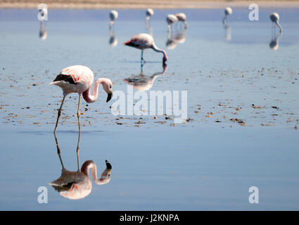 Fenicotteri rosa a pescare nelle acque del los Flamencos Riserva nazionale al di fuori di San Pedro de Atacama in Cile. Foto Stock