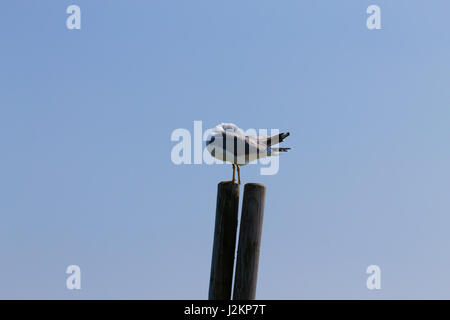 Gull permanente sulla palizzata da "Delta del Po' laguna. Natura italiana. Birdwatching Foto Stock