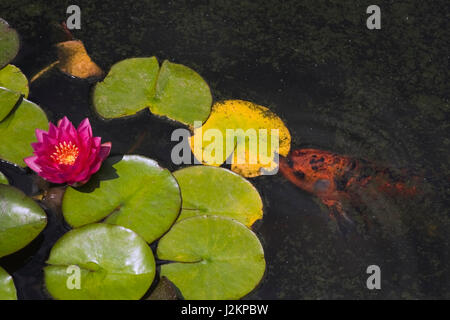 Close-up di una rosa e giallo acqua giglio fiore e un'arancia giapponese carpe koi alimentando in uno stagno in estate. Foto Stock