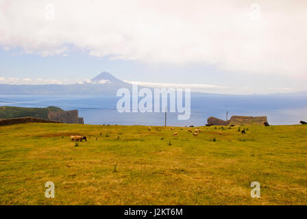 Paesaggio di pascolo di Sao Jorge island con il Pico Mountain dietro, Azzorre, Portogallo Foto Stock