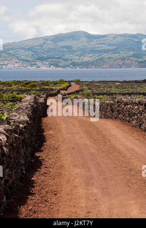 Strada tra i vigneti. Vecchi vigneti circondati con pietre sono parte del patrimonio mondiale heriage. Foto Stock