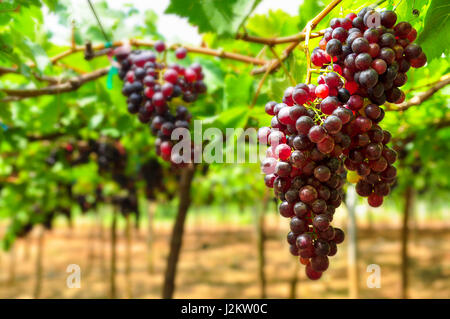 Grande grappolo di vino rosso uve appendere un vitigno Foto Stock