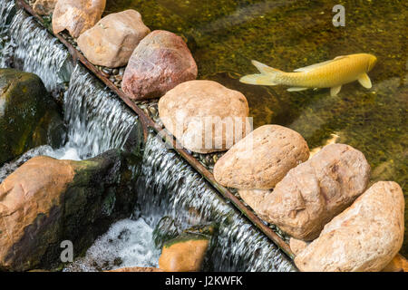 Carpa o pesci Koi in una pietra naturale stagno Foto Stock