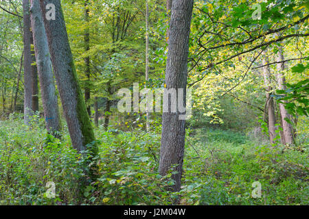 Look autunnali di ripariale naturale stand dopo la pioggia con tre vecchi alberi di ontano in primo piano, foresta di Bialowieza, Polonia, Europa Foto Stock