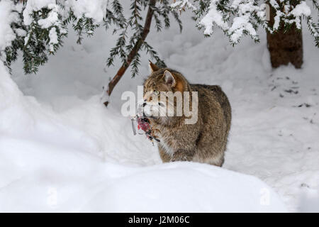 Unione gatto selvatico (Felis silvestris silvestris) con bird preda in bocca nella neve in inverno Foto Stock