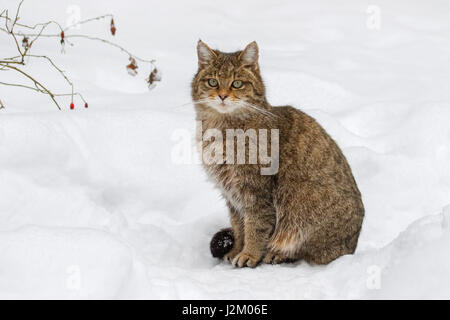 Unione gatto selvatico (Felis silvestris silvestris) seduta nella neve in inverno Foto Stock