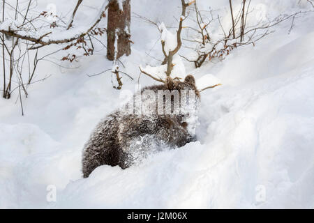 Un anno vecchio brown Bear Cub (Ursus arctos arctos) a piedi nella neve profonda in inverno / molla Foto Stock