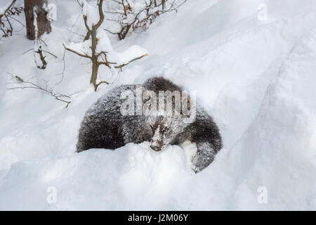 Un anno vecchio brown Bear Cub (Ursus arctos arctos) a piedi nella neve profonda in inverno / molla Foto Stock