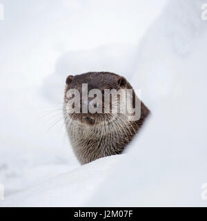 Unione Lontra di fiume (Lutra lutra) close up ritratto nella neve in inverno Foto Stock