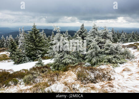 Paesaggio con alberi nella zona di Harz in Germania. Foto Stock