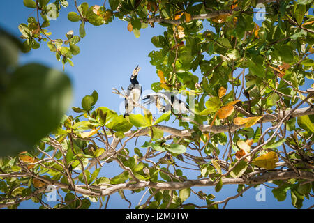 Oriental pied hornbill,Anthracoceros albirostris Foto Stock