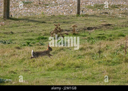 Lepre sul pascolo a Rye in Sussex Foto Stock