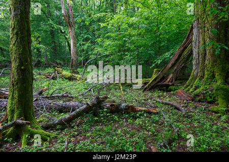 Rotto vecchio tiglio in estate stand di latifoglie, foresta di Bialowieza, Polonia, Europa Foto Stock