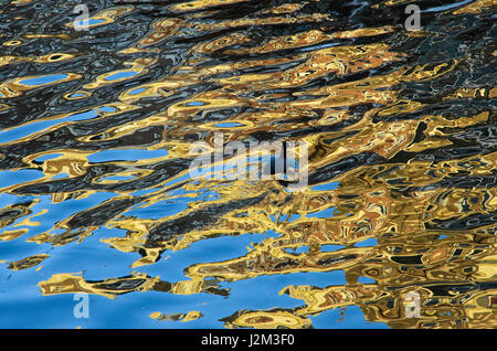 Una folaga nuoto nelle riflessioni che ondeggia in un canale di Amsterdam Foto Stock