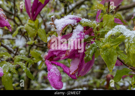 Coperta di neve albero di magnolia dopo la nevicata improvvisa in aprile, Baviera, Germania, Europa Foto Stock