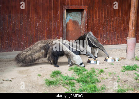 Un paio di formichieri giganti mangiare da una piastra a zoo di Budapest, Ungheria. Foto Stock