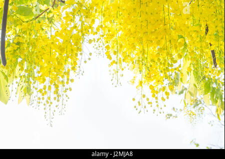 Cassia fistola fiori, Golden Shower fiori , fiori gialli in estate in Thailandia Foto Stock