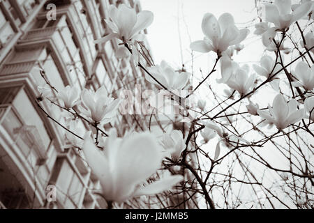 Magnolia fiori in primavera - bianco e nero Foto Stock