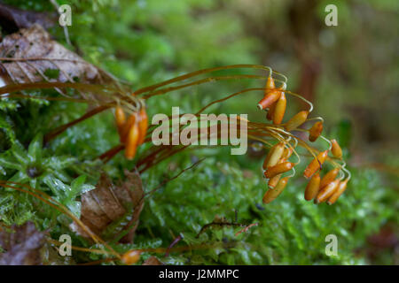 Moss con sporophytes riproduttiva (l'alto levetta-come i moduli) Foto Stock