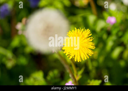 Il tarassaco andato alle sementi a molla Foto Stock