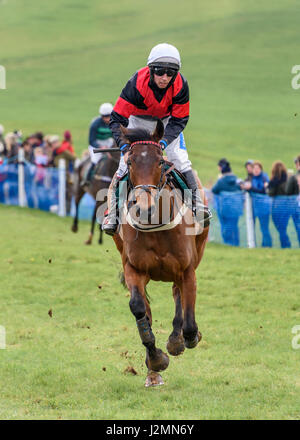 Cavallo al galoppo (testa-su Vista) durante un punto-punto evento Foto Stock