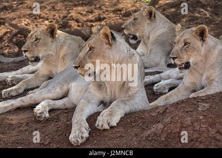 Lion (Panthera leo) nel Parco Nazionale di Pilanesberg, nord ovest della provincia, Sud Africa Foto Stock