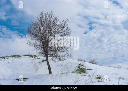 Wild lonely fioritura albicocca albero su una collina dopo la tempesta di neve in aprile Foto Stock