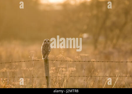 Corto-eared gufo comune (asio flammeus) appollaiato su un filo spinato palo da recinzione in inverno tramonto Foto Stock