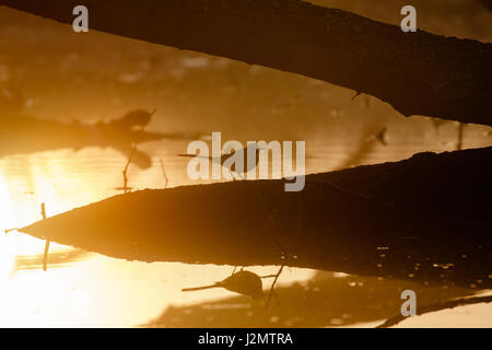 Silhouette di un Wagtail grigio (Motacilla cinerea) su un golden pond di sunrise Foto Stock