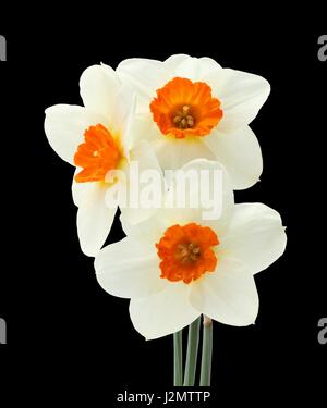 Bouquet di tre narcisi isolati su sfondo nero Foto Stock
