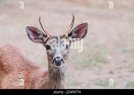 A due anni il Columbian maschio nero-tailed deer, con due piccole corna di spike, guarda con attenzione al fotografo. Foto Stock