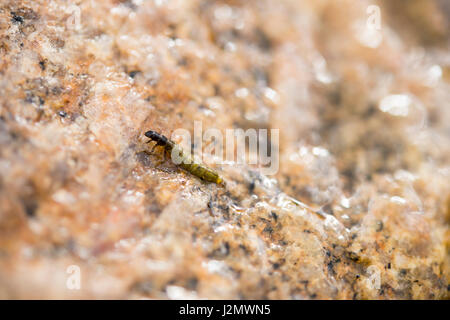 Larve di tricotteri Foto Stock