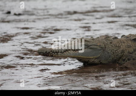 Coccodrillo nella palude in Costa Rica Foto Stock