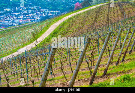 I vigneti di Rüdesheim am Rhein a vinificazione in città la gola del Reno e quindi parte del Patrimonio Mondiale dell Unesco, Hesse, Germania Foto Stock