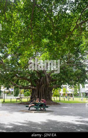 Enorme vecchio Banyan Tree, Port Douglas, estremo Nord Queensland, FNQ, QLD, Australia Foto Stock