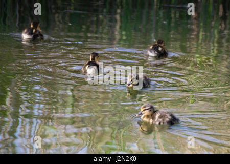 Inizio della primavera mallard anatroccoli su ancora un lago calmo Foto Stock