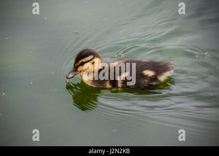 Inizio della primavera mallard anatroccoli su ancora un lago calmo Foto Stock