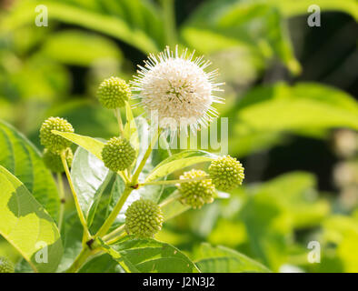 Blooming fiore bianco di Buttonbush contro verde estate sfondo Foto Stock