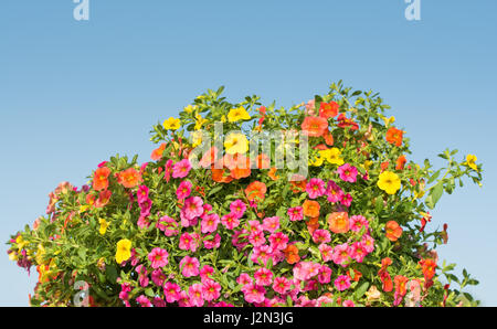 Calibrachoa variopinti fiori contro il cielo blu chiaro Foto Stock